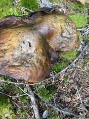 Neoboletus luridiformis