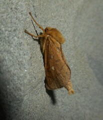 Pharmacis aemilianus