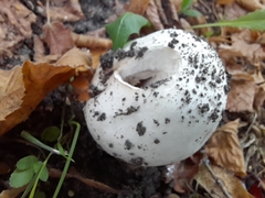 Agaricus bitorquis