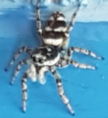Salticus scenicus