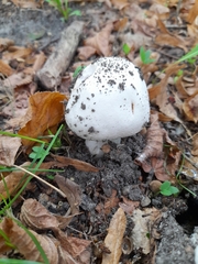 Agaricus bitorquis