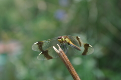 Sympetrum pedemontanum