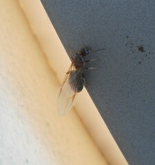Formicidae