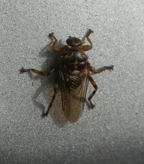 Hippoboscidae