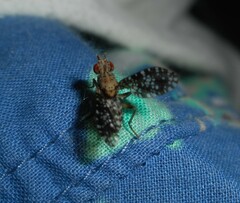 Trypetoptera punctulata