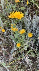 Pentanema britannica