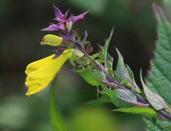 Melampyrum velebiticum