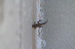 Tarentola mauritanica