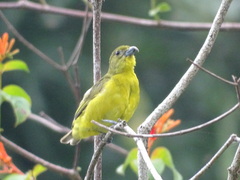 Euphonia