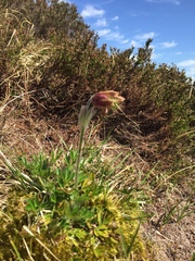 Pulsatilla vernalis