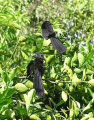 Crotophaga sulcirostris