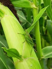 Tettigonia cantans