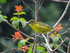 Euphonia