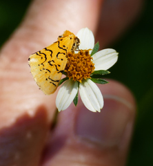 Chrysoecia atrolinea