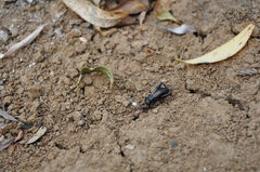 Modicogryllus frontalis