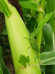 Tettigonia cantans