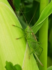 Tettigonia cantans