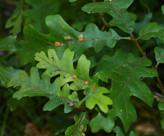 Xanthoteras eburneum