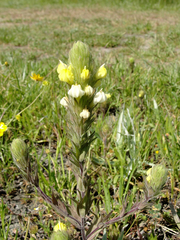 Castilleja rubicundula lithospermoides