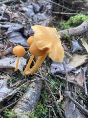 Entoloma quadratum