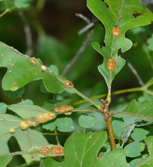 Xanthoteras eburneum