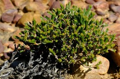 Psammotropha anguina