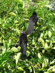 Crotophaga sulcirostris