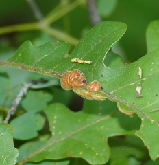 Xanthoteras eburneum