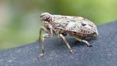 Issus coleoptratus
