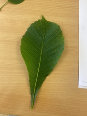 Aesculus hippocastanum