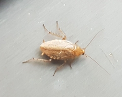 Ectobius pallidus
