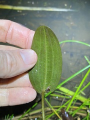 Ottelia ovalifolia