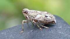 Issus coleoptratus