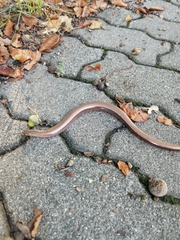 Anguis fragilis