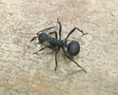 Polyrhachis armata