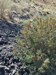 Lonicera microphylla