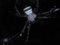Argiope versicolor
