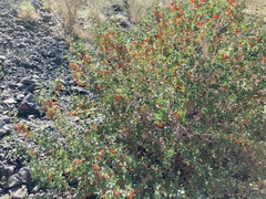 Lonicera microphylla