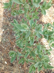 Cistus albidus
