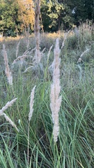 Calamagrostis epigejos
