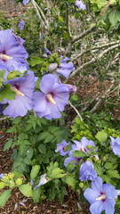 Hibiscus syriacus