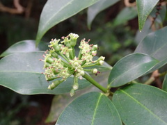 Dendropanax dentiger