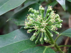Dendropanax dentiger