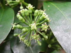 Dendropanax dentiger