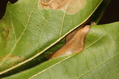 Phyllonorycter platani
