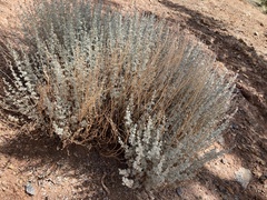 Artemisia rutifolia