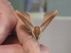 Xylophanes tersa