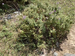 Dasiphora fruticosa