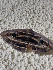 Spirama