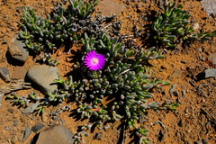 Cephalophyllum curtophyllum